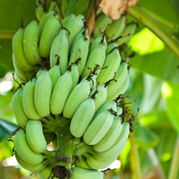 Musa sikkimensis Himalayensis Speciosa - Hardy banana