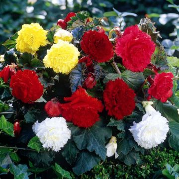 Begonia fimbriata 6 colour mix - Fringed tuberous begonia in scarlet, pink, orange, yellow, white, salmon