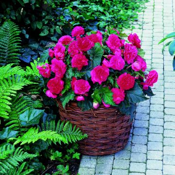 Begonia Multiflora Maxima Pink - Tuberous begonia