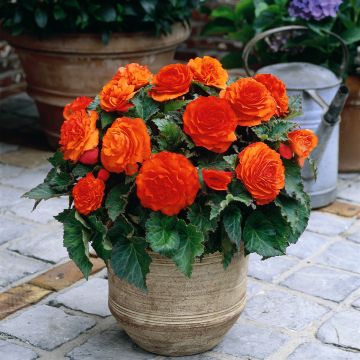Begonia Non Stop® Goldorange - Non Stop Orange, tuberous begonia