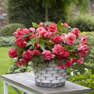 Trailing begonia Pink Delight - Begonia odorata