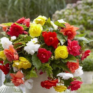 Trailing begonia Cascade 6 colour mix - Begonia Pendula