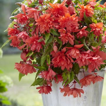 Trailing begonia Salmon - Begonia pendula 