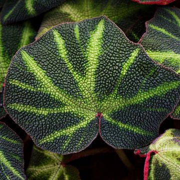 Begonia solimutata 'Soli Mutata' - Bégonia Soli Mutata, Bégonia Soli-Mutata
