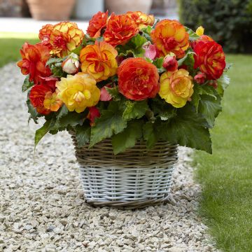 Begonia × tuberhybrida Sangria - Tuberous picotee begonia