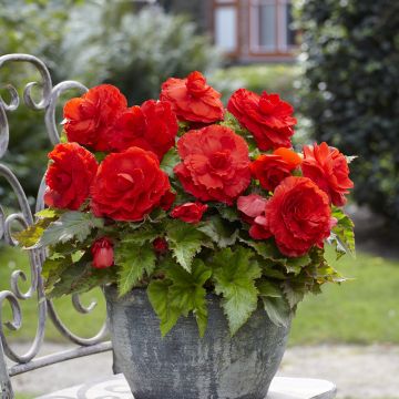 Begonia × tuberhybrida Red - Large-flowered tuberous begonia