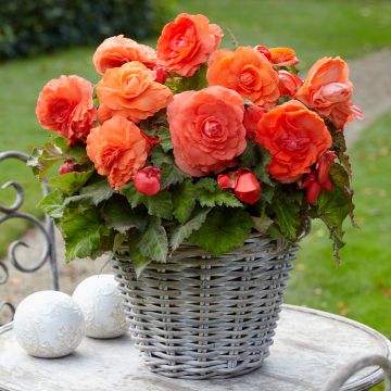 Begonia Superba Salmon - Large-flowered tuberous begonia