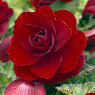 Begonia Grandiflora Dark red - Double tuberous begonia