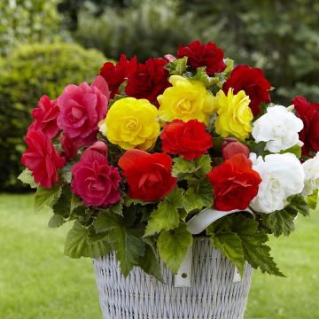 Begonia Grandiflora 8 colour mix - Large-flowered tuberous begonia mix