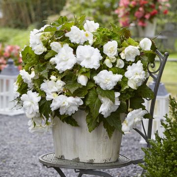 Begonia × tuberhybrida white  - Begonia Multiflora Maxima white