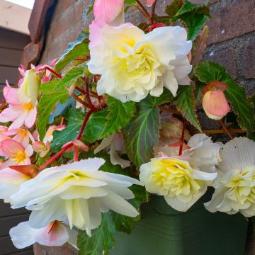 Begonia Angelique - Scented trailing tuberous begonia