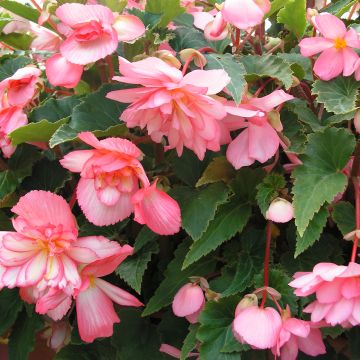 Begonia Chanson Pink and White Bicolor seeds