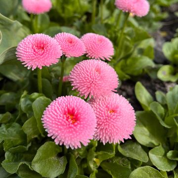 Pâquerette Bellastar Compact Rose - Bellis perennis Pâquerette Bellastar Compact Rose - Bellis perennis
