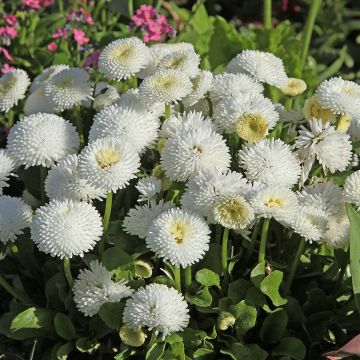 Bellis perennis Bellastar Compact White - Daisy Bellis perennis Bellastar Compact White - Daisy