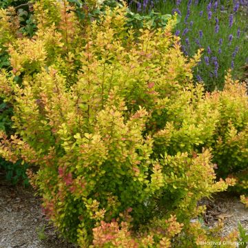Berberis thunbergii Orange Torch  - Barberry
