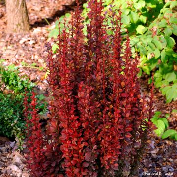 Berberis thunbergii Red Torch - Japanese barberry