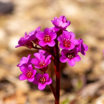Bergenia cordifolia Eroïca - Elephant's Ears Bergenia cordifolia Eroïca - Elephant's Ears