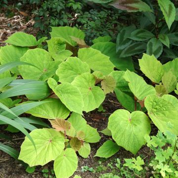 Begonia x grandis Torsa - Hardy Begonia