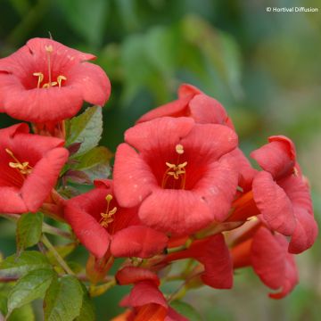 Campsis radicans x grandiflora 'Mincamroug 13' Ebony & Red® - Bignone hybride Ebony and Red Campsis radicans x grandiflora 'Mincamroug 13' Ebony & Red® - Bignone hybride Ebony and Red