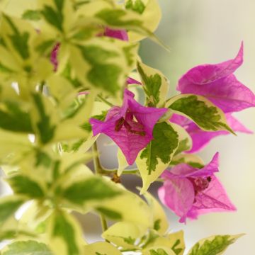 Bougainvillea glabra Variegata Bougainvillea glabra Variegata