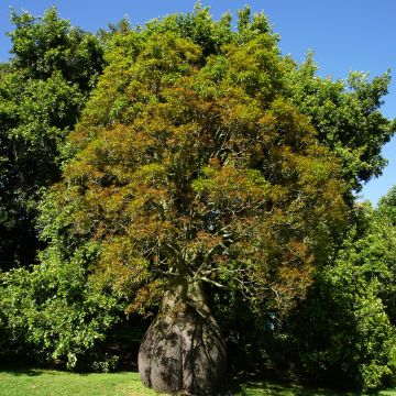 Brachychiton rupestris - Queensland bottle tree