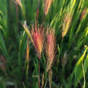 Bromus rubens seeds