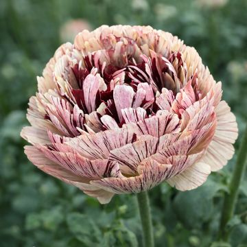 Ranunculus asiaticus Brushmark Verona® - Persian Buttercup