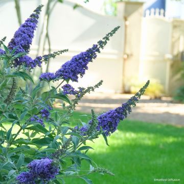 Buddleja davidii Reve de Papillon Blue - Butterfly bush Buddleja davidii Reve de Papillon Blue - Butterfly bush