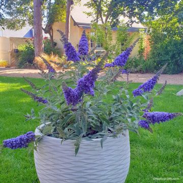 Buddleja davidii Reve de Papillon Blue - Butterfly bush