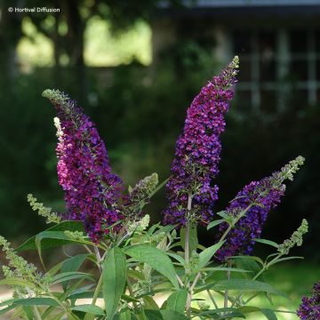 Buddleja davidii Reve de Papillon Violet - Butterfly bush Buddleja davidii Reve de Papillon Violet - Butterfly bush