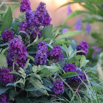 Buddleja x davidii Tiny Buddy Deep Blue - Butterfly Bush