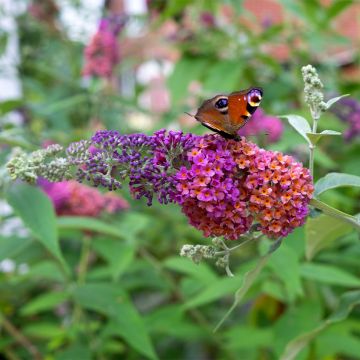 Buddleja Flower Power - Butterfly Bush