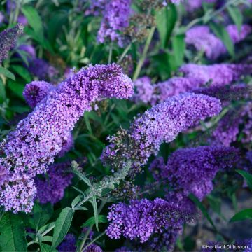 Buddleja Rêve de de Papillon® Lavender - Butterfly bush Buddleja Rêve de de Papillon® Lavender - Butterfly bush