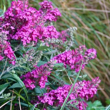 Buddleja davidii Tiny Buddy Hot Pink - Butterfly bush