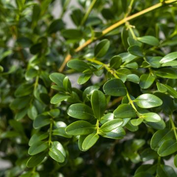 Buxus Heritage - Boxwood