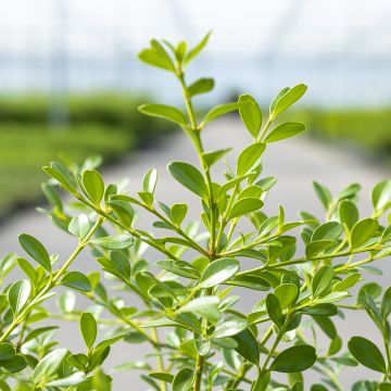 Buxus Skylight - Boxwood