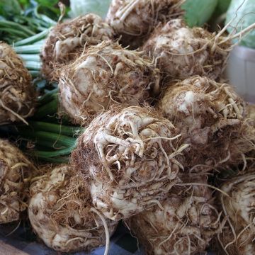 Celery Roem van Zwijndrecht organic seeds - Apium graveolens Celery Roem van Zwijndrecht organic seeds - Apium graveolens