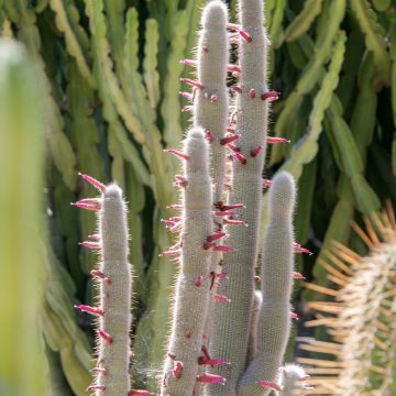 Cleistocactus strausii - Silver torch Cleistocactus strausii - Silver torch