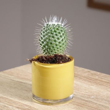 Mammillaria spinosissima Un Pico - Cactus
