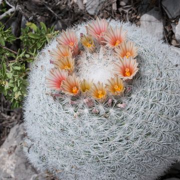 Mammillaria candida - Snowball pincusion, snowball cactus