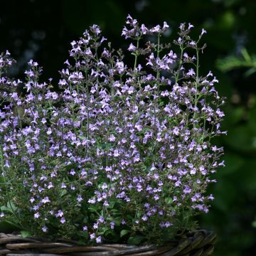 Calamintha nepeta Marvelette Blue - Lesser calamint