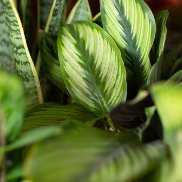 Calathea ornata 'Meili' - Plante paon, Calathéa