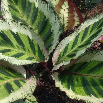 Calathea Angela - Rose-painted calathea