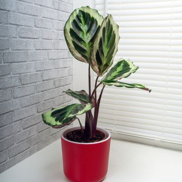 Calathea roseopicta Shinestar - Rose-painted calathea