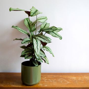 Calathea majestica White Star - Majestic prayer plant