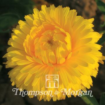 Calendula Chrysantha Calendula Chrysantha
