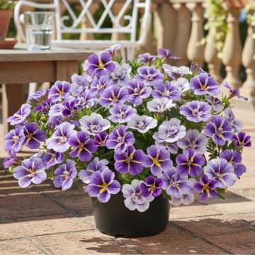 Calibrachoa Superbells Unique Wisteria Star - Mini-petunia