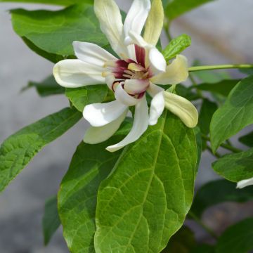 Calycanthus Venus- Sweetshrub Calycanthus Venus- Sweetshrub