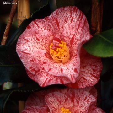 Camellia japonica 'Betty Foy Sanders' - Camélia du Japon Betty Foy Sanders, Camélia Betty Sanders