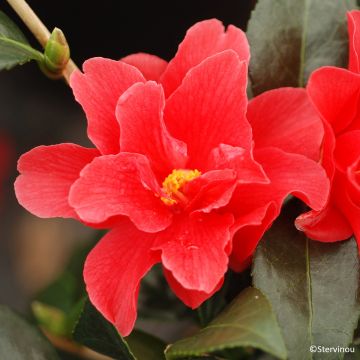 Camellia x williamsii 'Freedom Bell' - Camélia hybride Freedom Bell